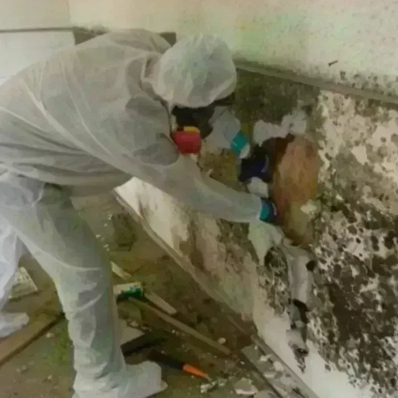 Mold Remediation and Removal in Helena, AR